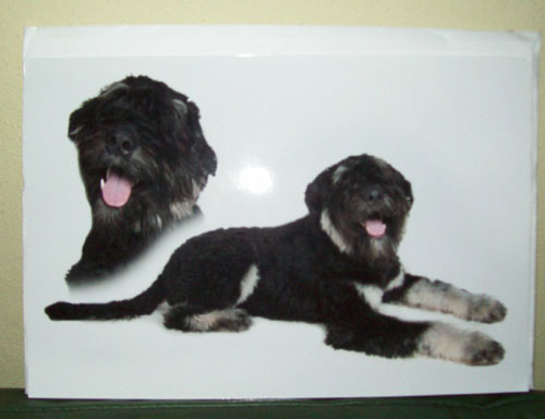 Bouvier QUINO GENESIS v CAYA'S HOME